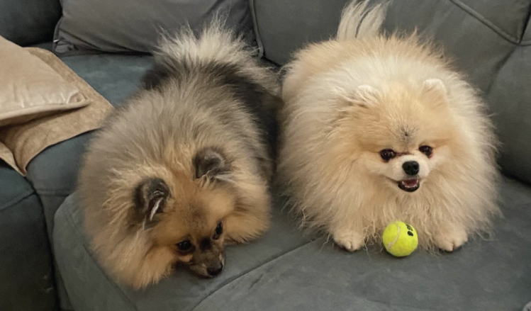 Minu kutsikas on pruuni värvi. Valge on minu elukaaslase õe koer, kes on kõrges eas muutunud natuke tusaseks.